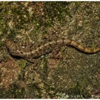 Cnemaspis kohukumburai Karunarathna, Poyarkov, De Silva, Madawala, Botejue, Gorin, Surasinghe, Gabadage, Ukuwela and Bauer